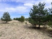Parduodamas Sklypas Su Brandžiomis Pušimis.  - nuotraukos Nr. 28