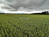 Parduodamas 13,14 Ha Ploto Žemės Ūkio - nuotraukos Nr. 6