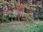 Parduodami 49m2 pamatai su 5a sklypu bendrame