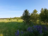 Parduodamas 2.5ha žemės ūkio paskirties - nuotraukos Nr. 7