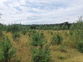 Parduodamas 2.5ha žemės ūkio paskirties - nuotraukos Nr. 8