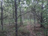 Per sklypą teka upelis Kamainė. - nuotraukos Nr. 5