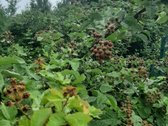 Parduodamas sodo namas, Gervėnų km. SB - nuotraukos Nr. 8