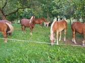 Parduodama , puoseleta,priziureta ir myleta - nuotraukos Nr. 7