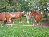 Parduodama , puoseleta,priziureta ir myleta - nuotraukos Nr. 5