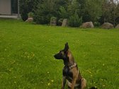 Parduodama , puoseleta,priziureta ir myleta - nuotraukos Nr. 48