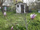 Parduodamas sodo sklypas 6 a su mediniu - nuotraukos Nr. 24