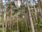 Paruodamas namas su išskirtiniu 16,7 arų - nuotraukos Nr. 6