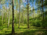 Parduodamas 8,08 Ha Sklypas Gamtos Apsuptyje, - nuotraukos Nr. 2