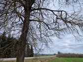 Parduodamas 3,65 ha žemės ūkio paskirties
