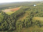 Gamtos, brandaus pušyno apsuptyje, Neries - nuotraukos Nr. 8