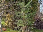 Ieškote ramios vietos savo svajonių namams ar - nuotraukos Nr. 10