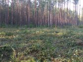 Parduodamas 1,68 ha sklypas. Teritorijoje yra - nuotraukos Nr. 6