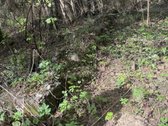 Anyksciu rajone, Simoniu girioje ypatingai - nuotraukos Nr. 4