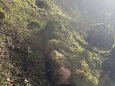 Anyksciu rajone, Simoniu girioje ypatingai - nuotraukos Nr. 5