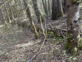 Anyksciu rajone, Simoniu girioje ypatingai - nuotraukos Nr. 7