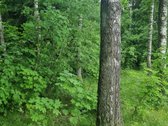 Ieškote vietos, kur rytais girdėtumėte tik - nuotraukos Nr. 33