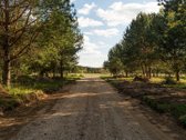 Parduodamas Namų Valdos Sklypas Pušyne – - nuotraukos Nr. 8