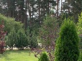 Parduodasi šalia 6a.,sklypas su vasarnamiu - nuotraukos Nr. 8