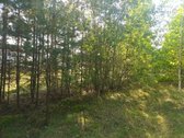 Ribojasi su Pušynu, 200 metrų iki tvenkinio - nuotraukos Nr. 14