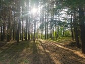 Ribojasi su Pušynu, 200 metrų iki tvenkinio - nuotraukos Nr. 2