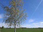 Parduodama dirbama žemė Jonavos rajone Kulvos - nuotraukos Nr. 10