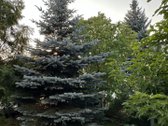Namas miesto centre. Dvigubas žemės sklypas - nuotraukos Nr. 10