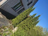 Kėdainių r. sav., Pašilių k. - nuotraukos Nr. 11