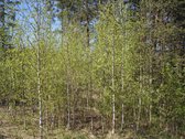 Parduodami Namų Valdos Sklypai Su Panoraminiu - nuotraukos Nr. 11