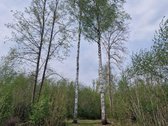 Parduodamas sodo namas Lietkabelio soduose – - nuotraukos Nr. 20