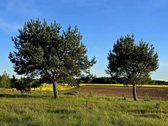 Išskirtiniai sklypai su ežero pakrante vos - nuotraukos Nr. 5
