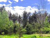 Miško Viduryje parduodamas išskirtinis namų - nuotraukos Nr. 15