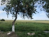 Parduodamas 0,33 Ha Žemės Sklypas Su - nuotraukos Nr. 3