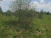 Parduodamas sklypas įsikūręs šalia Kunigiškių - nuotraukos Nr. 13