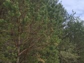 Parduodamas sklypas įsikūręs šalia Kunigiškių - nuotraukos Nr. 29