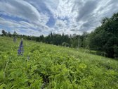 Parduodamas 3.61 Ha Sklypas Su Žaliuojančiu - nuotraukos Nr. 2