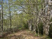 Parduodamas 1.32 ha sklypas, sudarytas iš: - nuotraukos Nr. 19