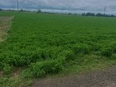 Parduodamas 0,5ha žemės ūkio paskirties - nuotraukos Nr. 2