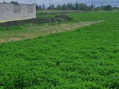 Parduodamas 0,5ha žemės ūkio paskirties