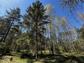 Parduodama Išskirtinė Sodyba Su Statybos - nuotraukos Nr. 23
