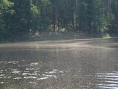 Parduodamas 5.6 ha ypatingo grožio miškų ūkio - nuotraukos Nr. 4