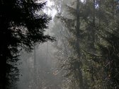 Parduodamas 5.6 ha ypatingo grožio miškų ūkio - nuotraukos Nr. 5