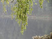 Parduodamas 5.6 ha ypatingo grožio miškų ūkio - nuotraukos Nr. 6