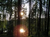Parduodamas 5.6 ha ypatingo grožio miškų ūkio - nuotraukos Nr. 11