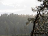 Parduodamas 5.6 ha ypatingo grožio miškų ūkio - nuotraukos Nr. 15