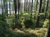 Parduodamas 5.6 ha ypatingo grožio miškų ūkio - nuotraukos Nr. 16