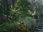 Parduodamas 5.6 ha ypatingo grožio miškų ūkio - nuotraukos Nr. 18