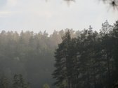 Parduodamas 5.6 ha ypatingo grožio miškų ūkio - nuotraukos Nr. 19