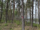 Parduodami žemės sklypai šalia Druskininkų - nuotraukos Nr. 11
