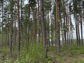 Parduodami žemės sklypai šalia Druskininkų - nuotraukos Nr. 12
